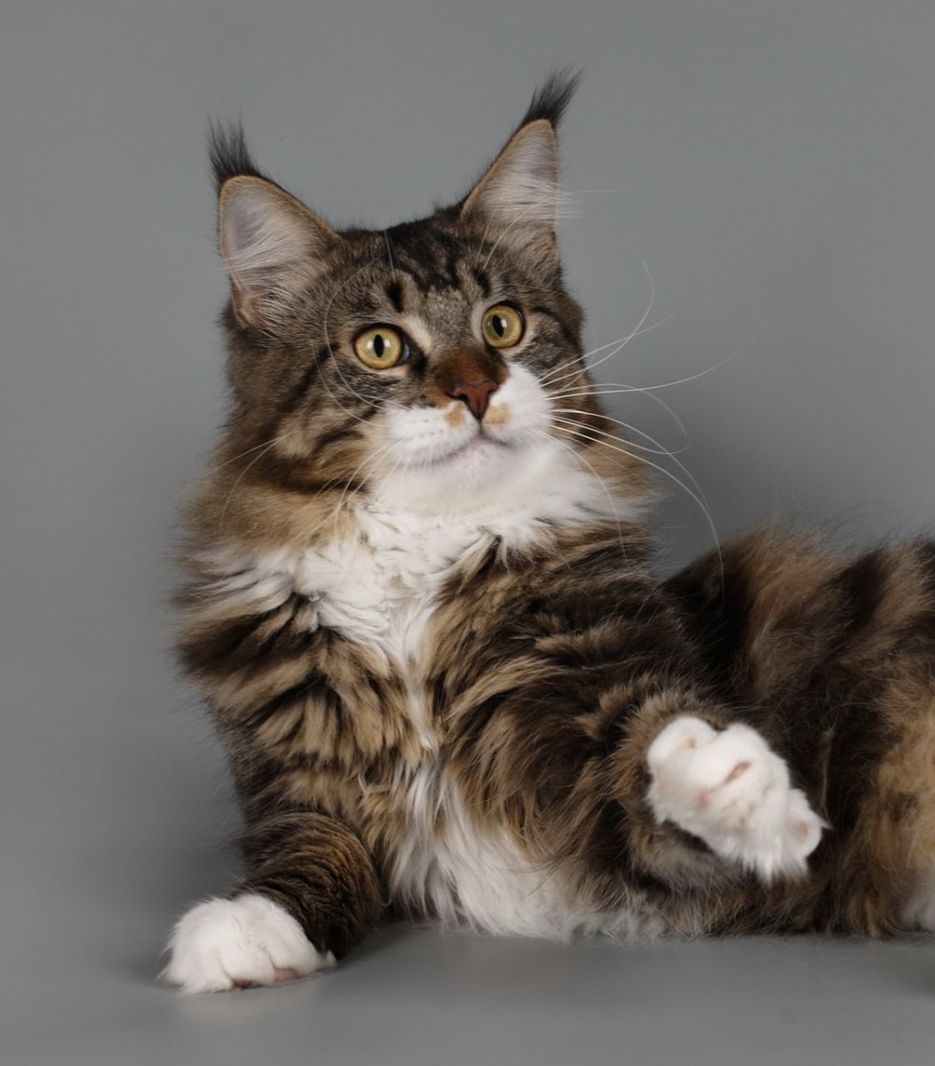 Сибирская кошка трехцветная