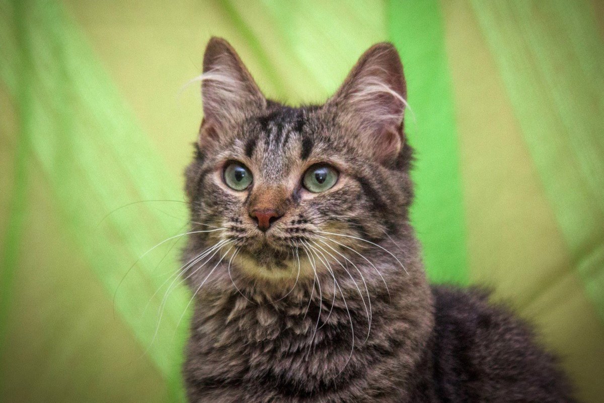 Сибирская Лесная кошка черепаховая