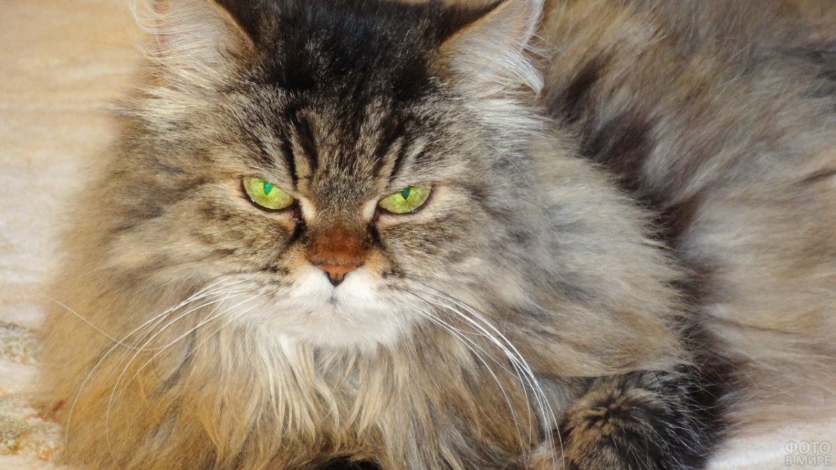 Сибирская кошка помесь