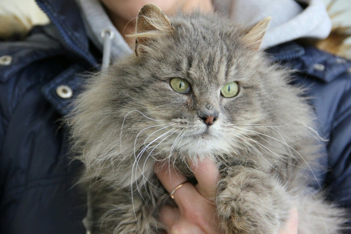 Сибирская кошка дымчатая