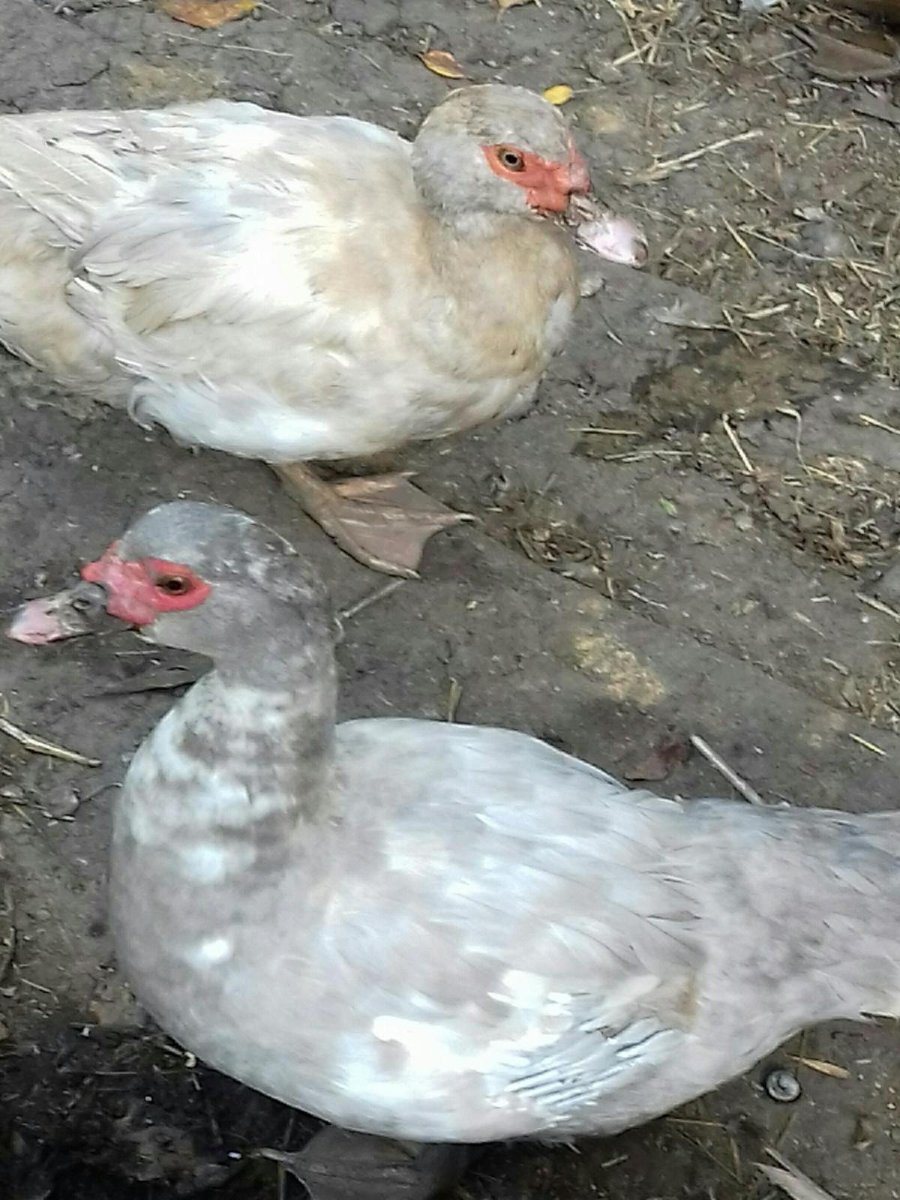 Лавандовые индоутки