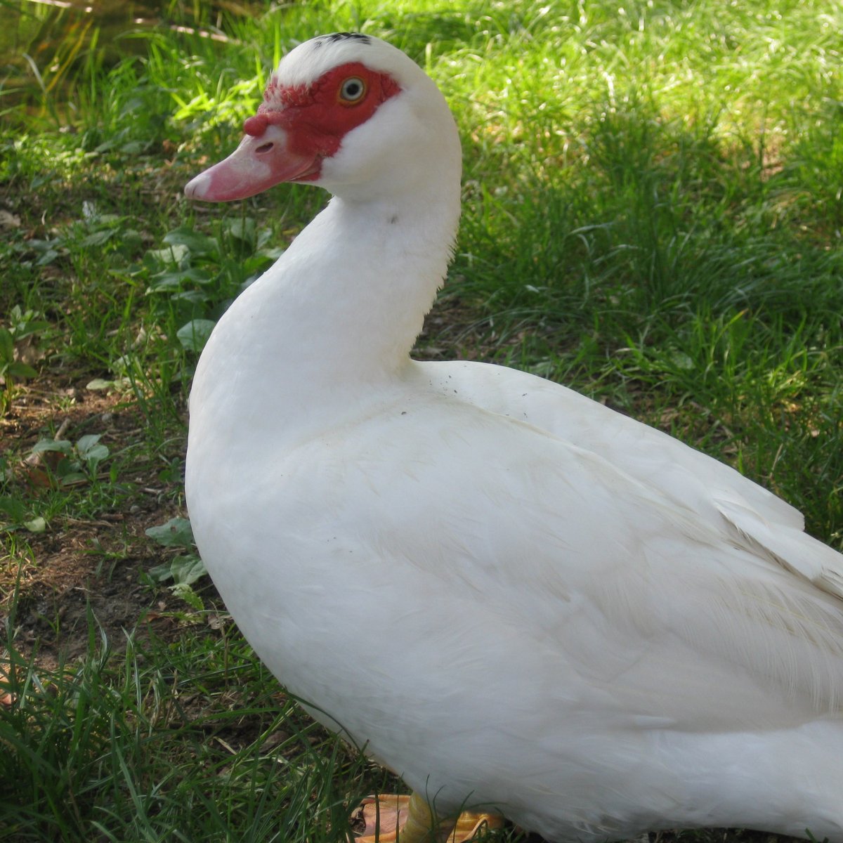 Domestic Muscovy Duck