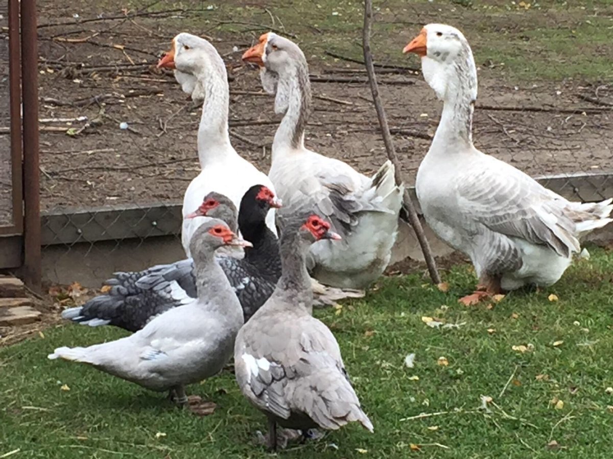 Лавандовые утки мускусные