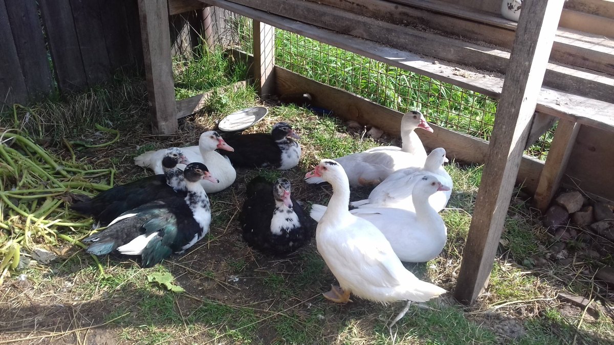 Индоутки муларды