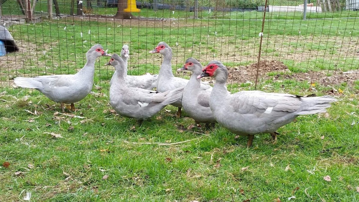 Лавандовая мускусная утка