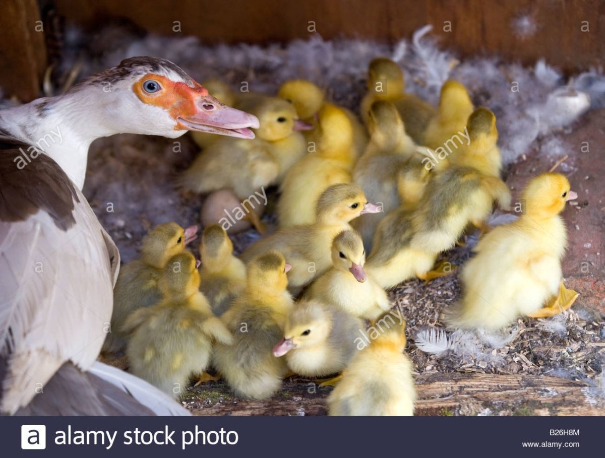 Утята в сене арт