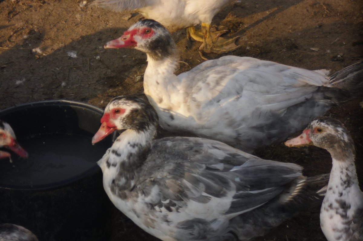 Плечистые мускусные утки