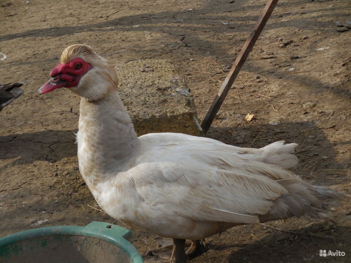 Лавандовая мускусная утка