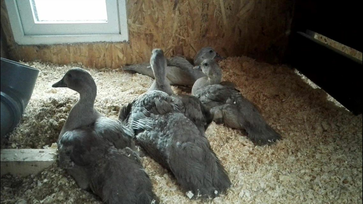 Индоутка голубой Фаворит