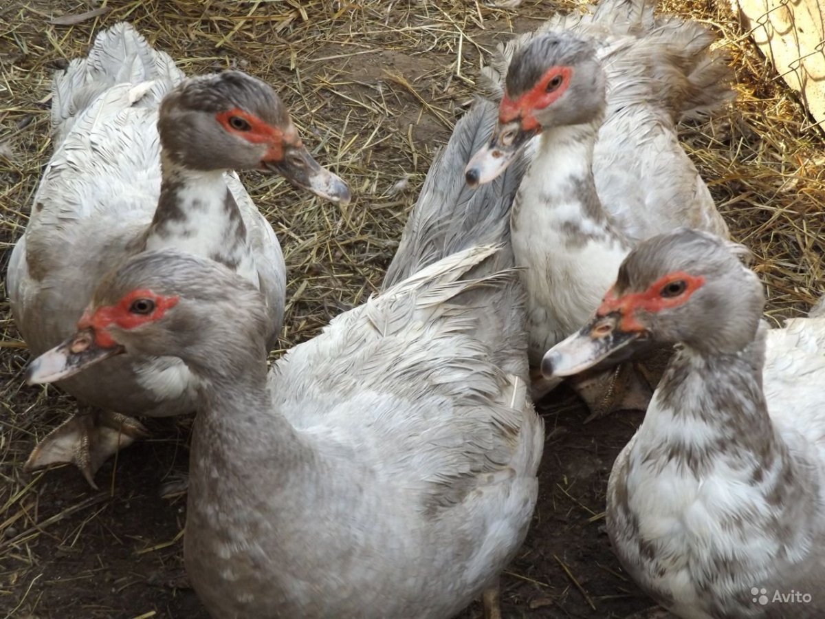 Лавандовые мускусные утята