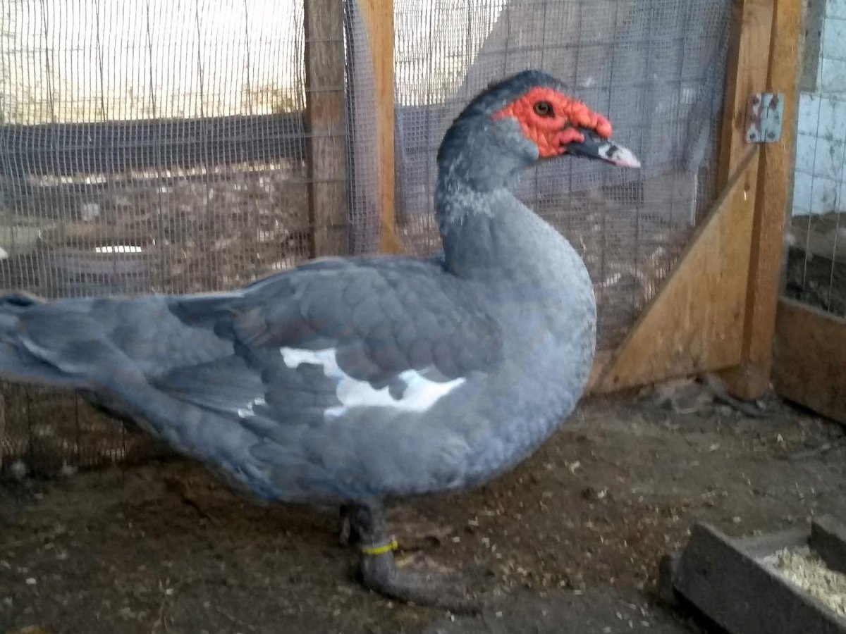 Лавандовая мускусная утка