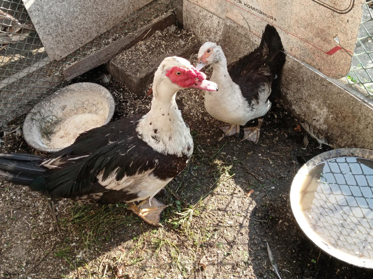 Мускусная утка Изумрудная