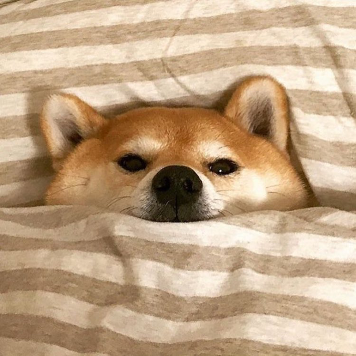 Пикчи с собаками