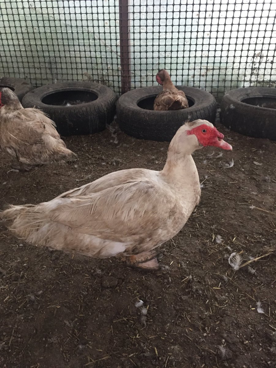 Лавандовые утки мускусные