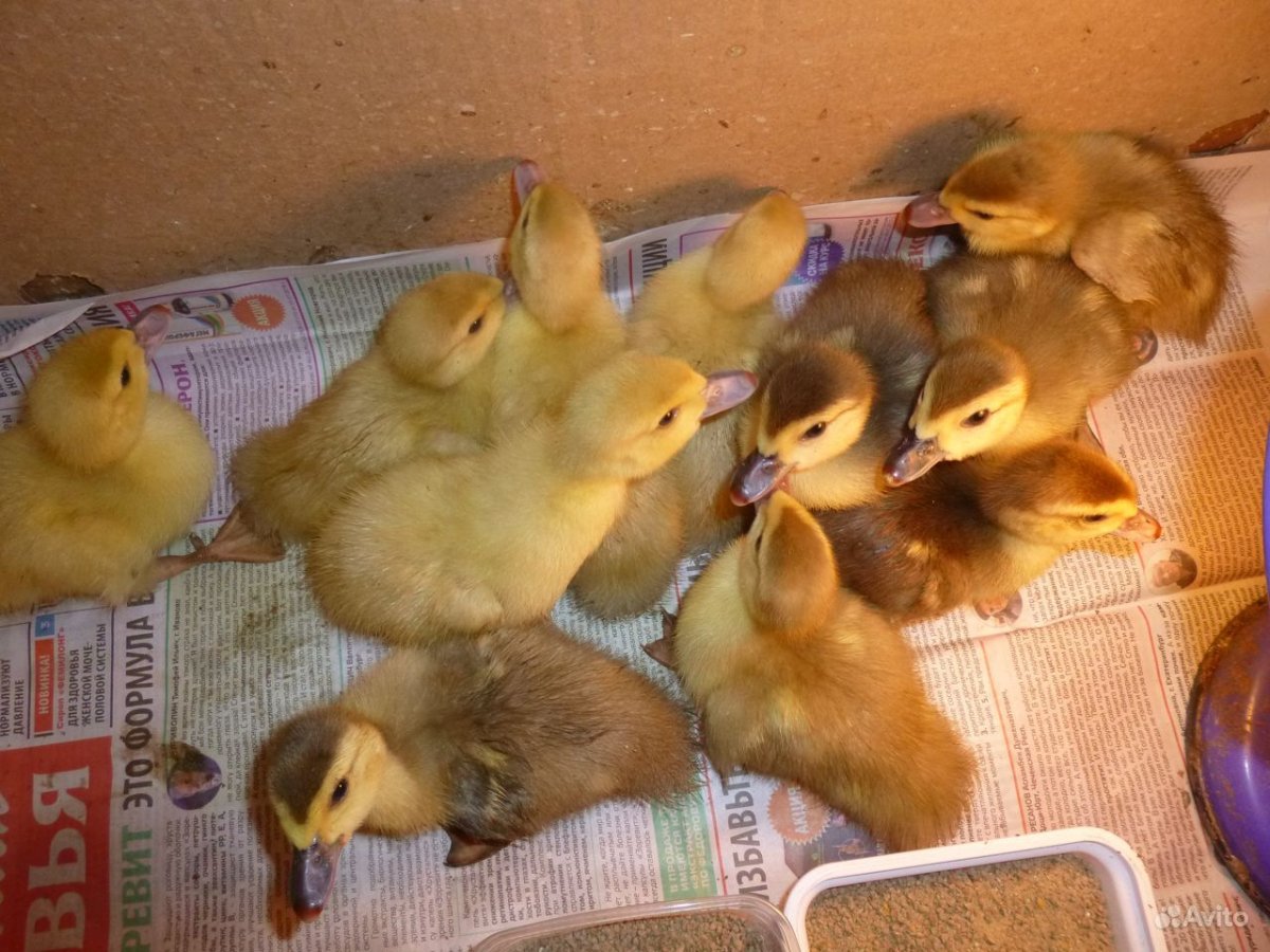 Молодые индоутки