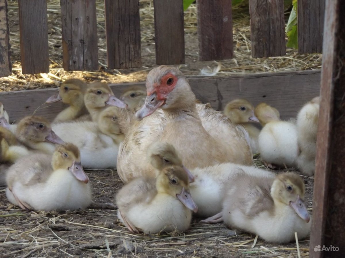 Лавандовые мускусные утята