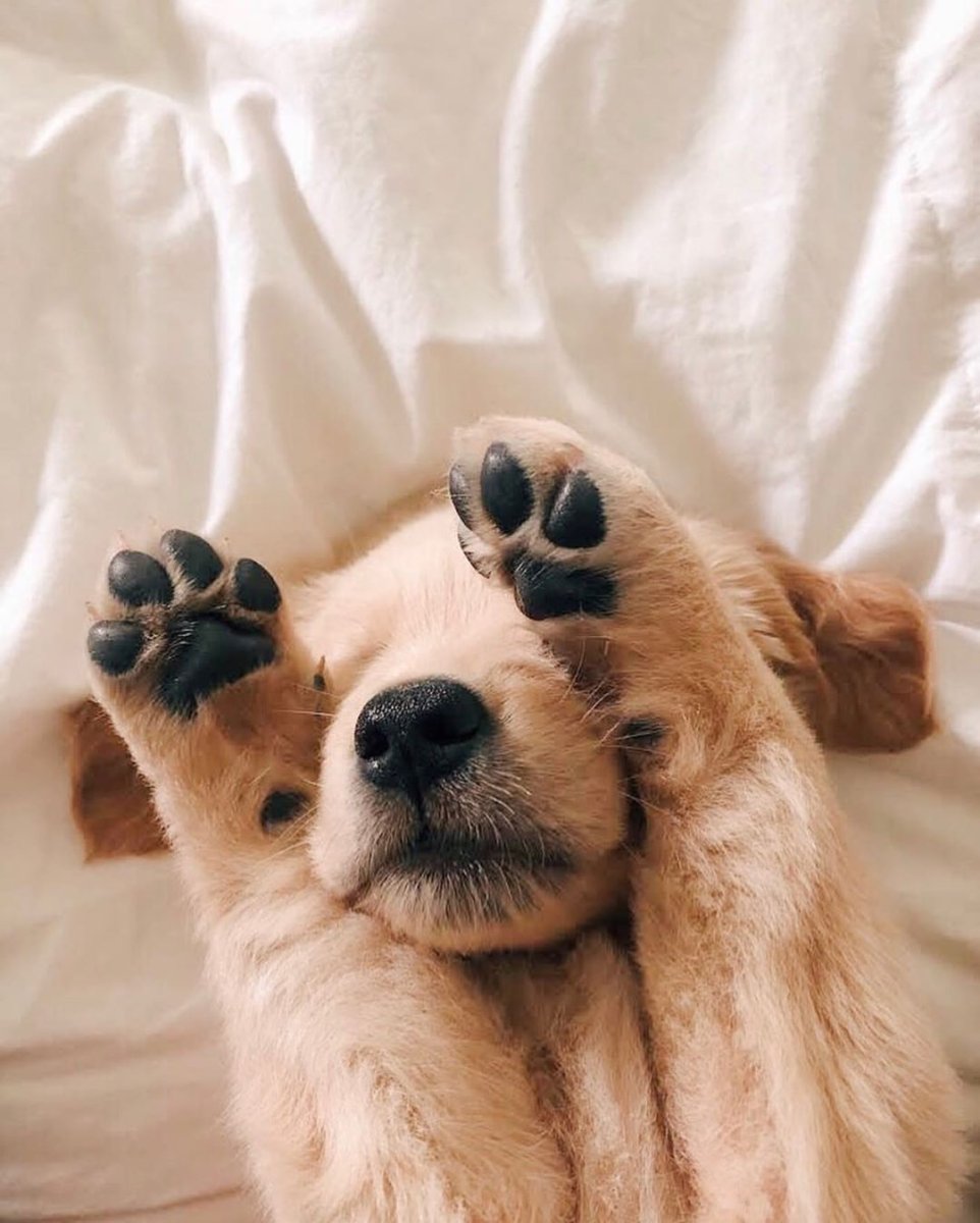 Утро животные