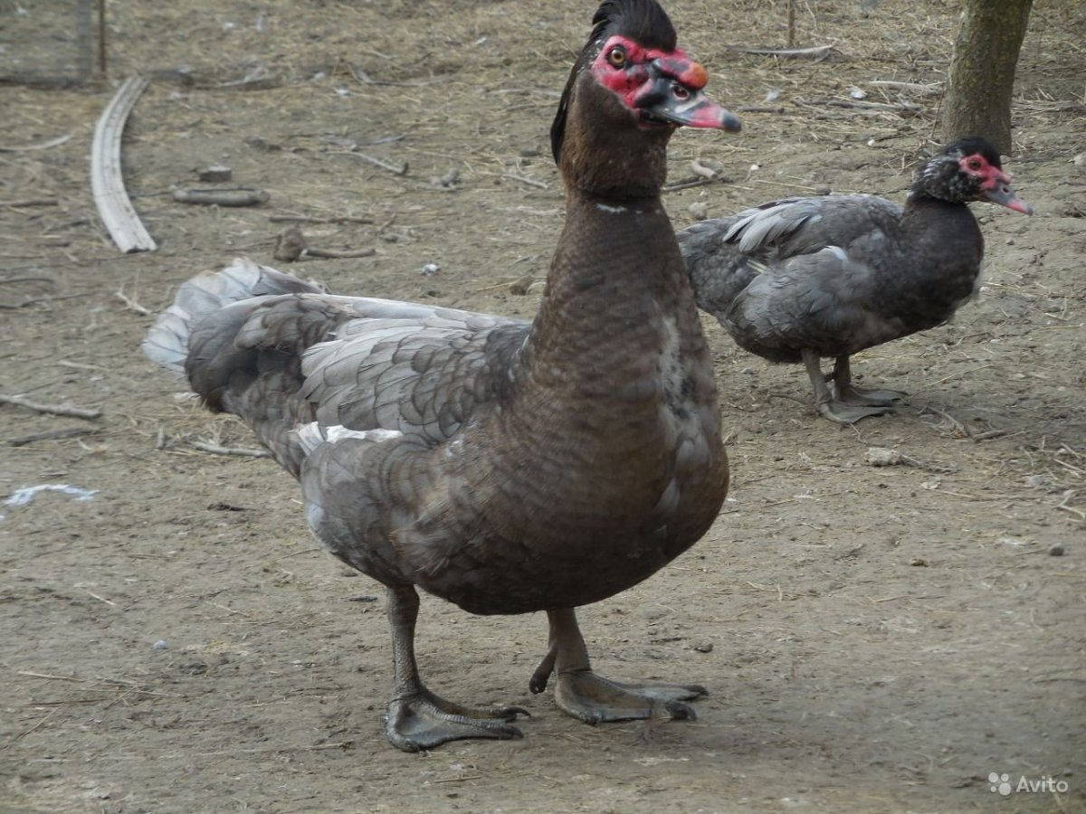 Мускусные голубые индоутки