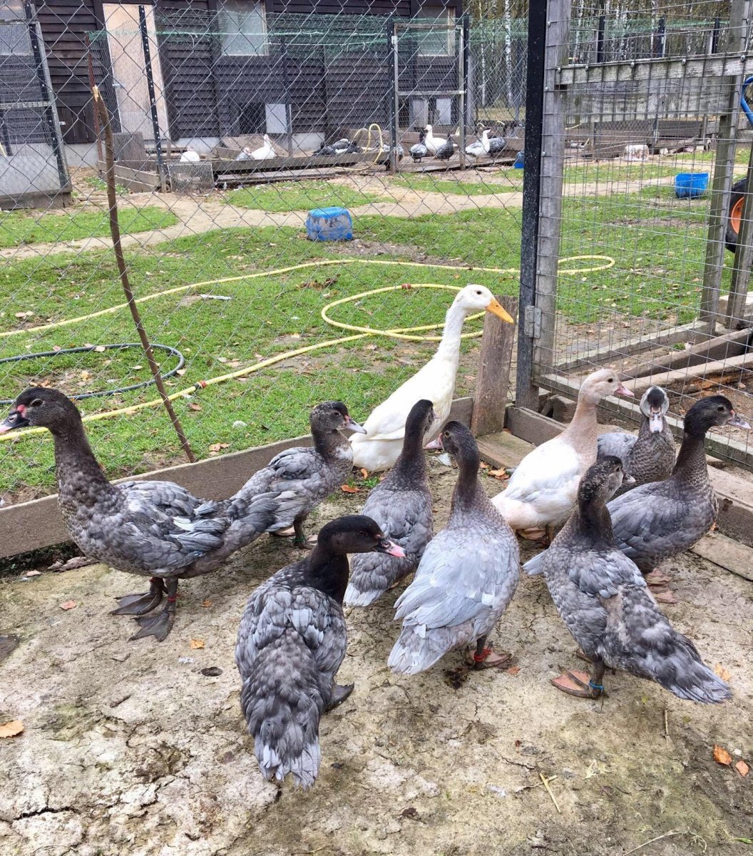 Лавандовые утки мускусные