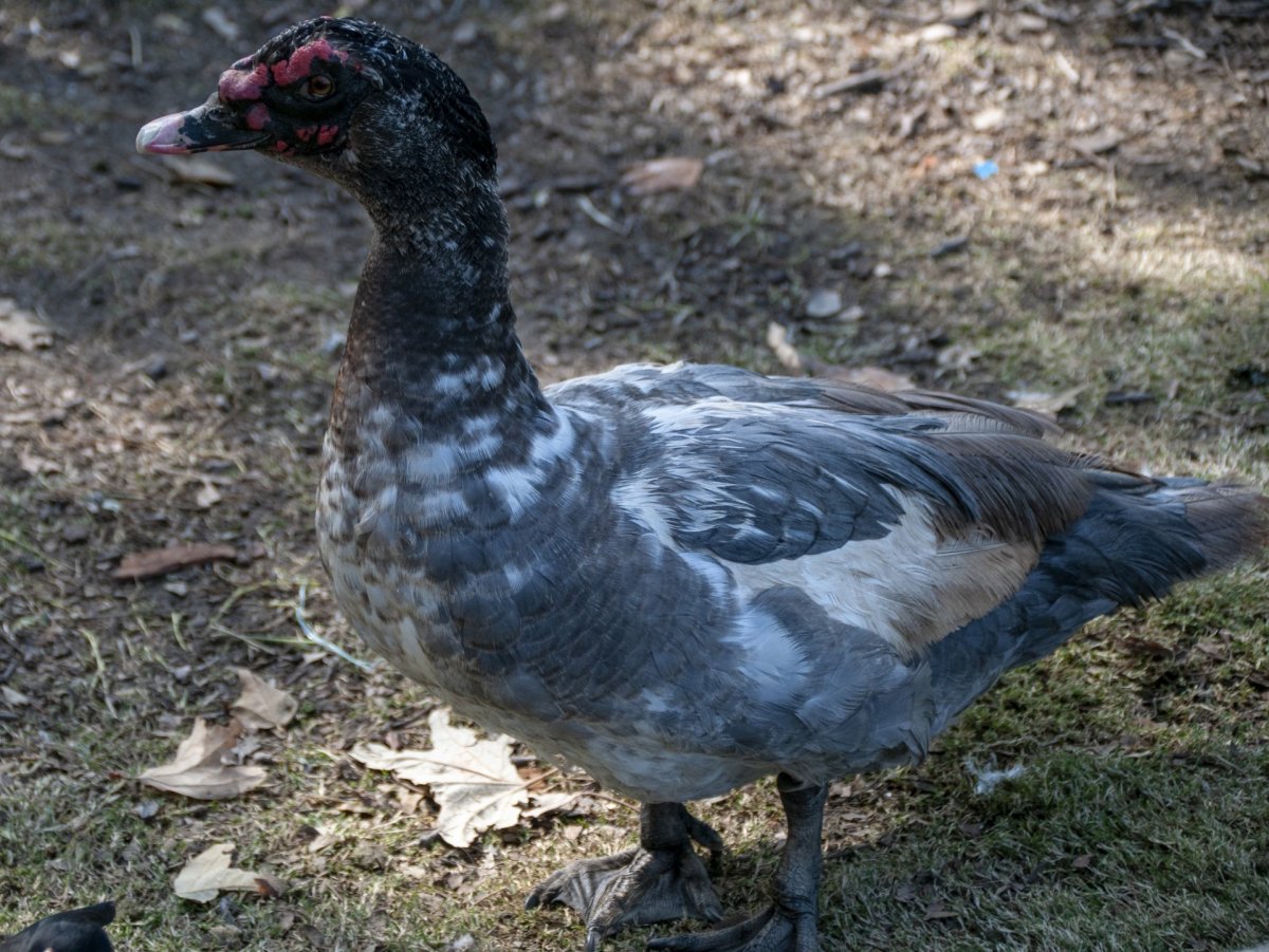 Дикая мускусная утка