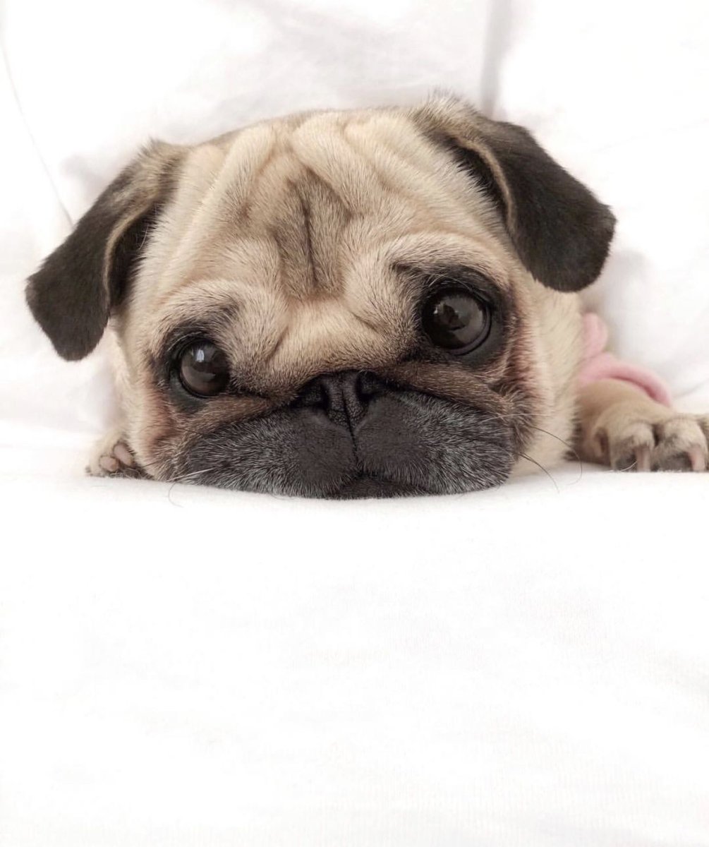 Мопсики Маши зум