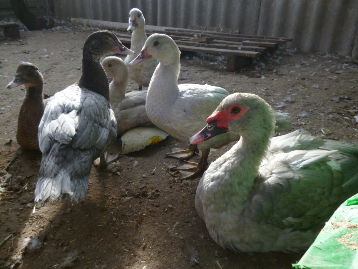 Мускусная утка Изумрудная