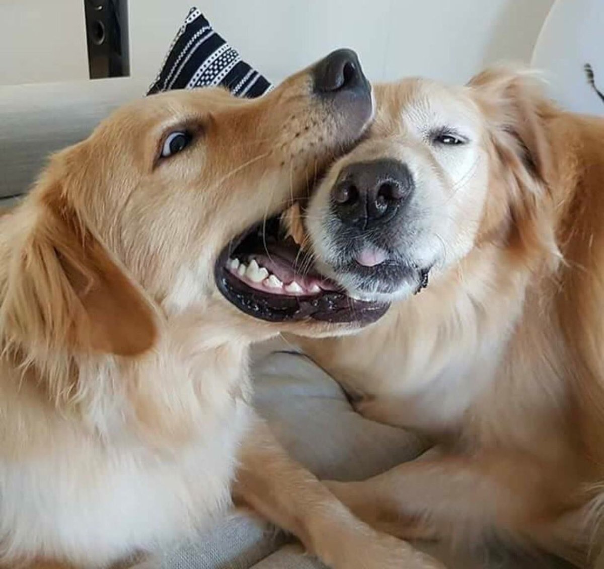 Парные собаки