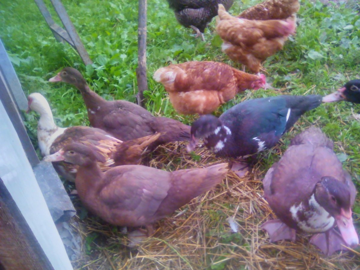 Лавандовая мускусная утка