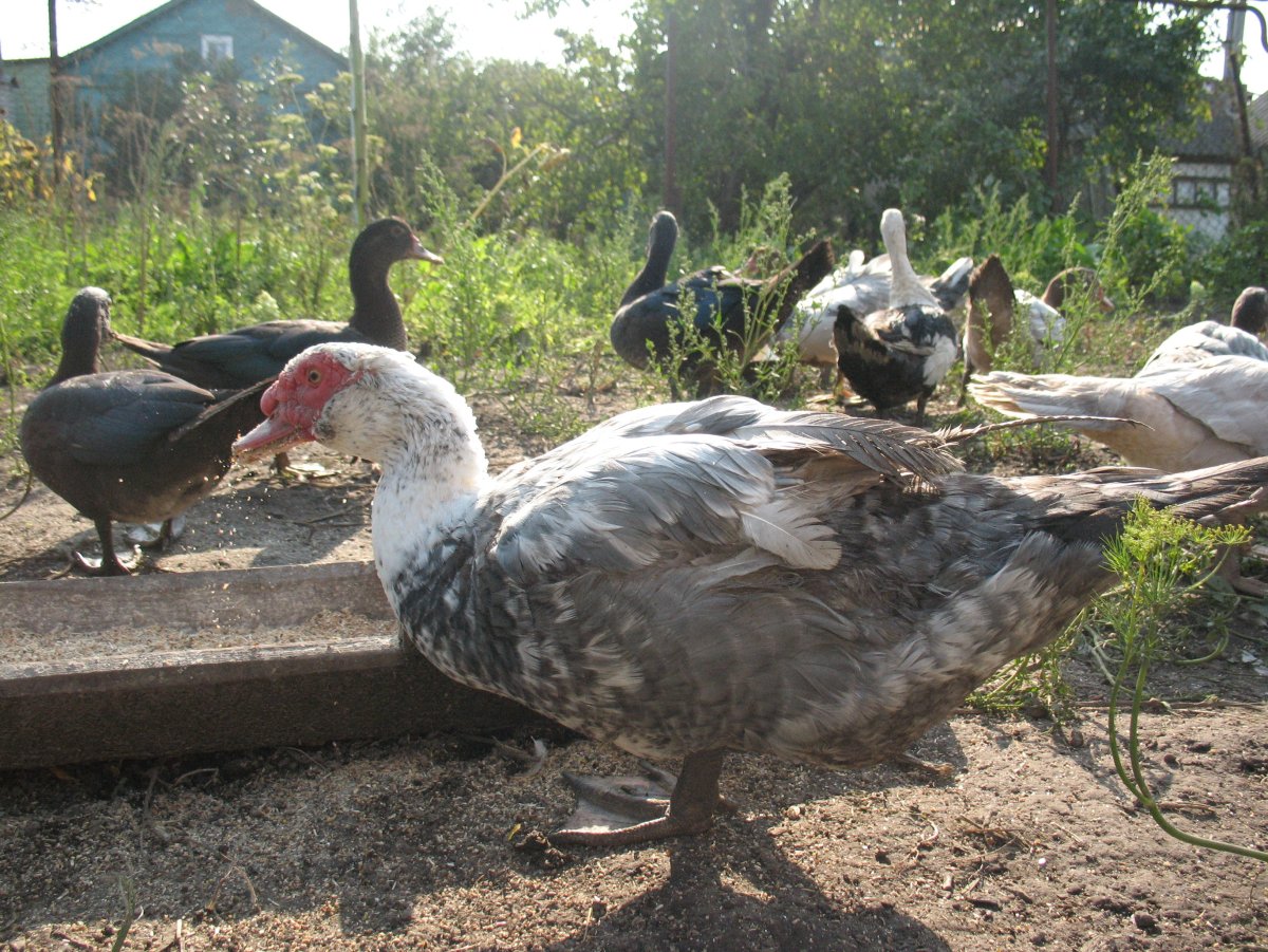 Голубая мускусная утка