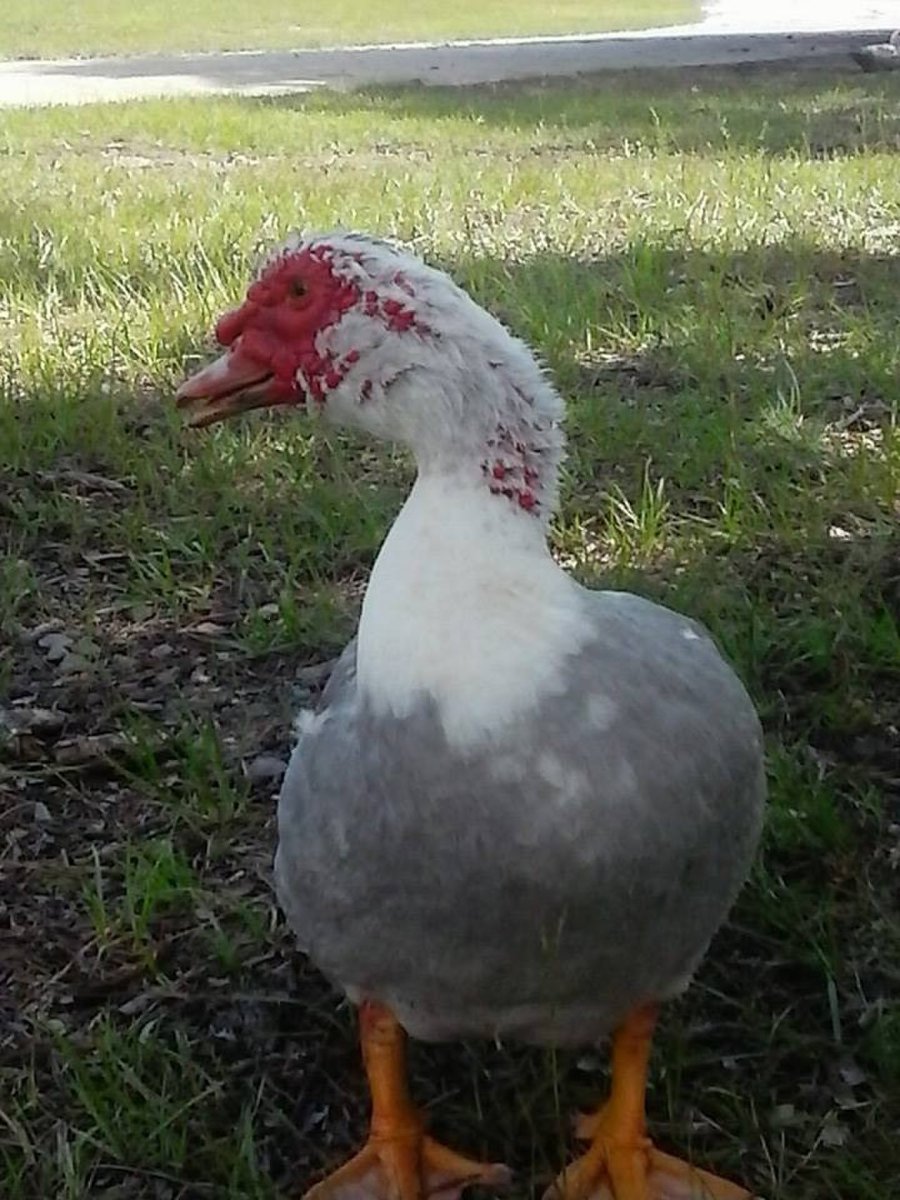 Мускусная белая индоутка