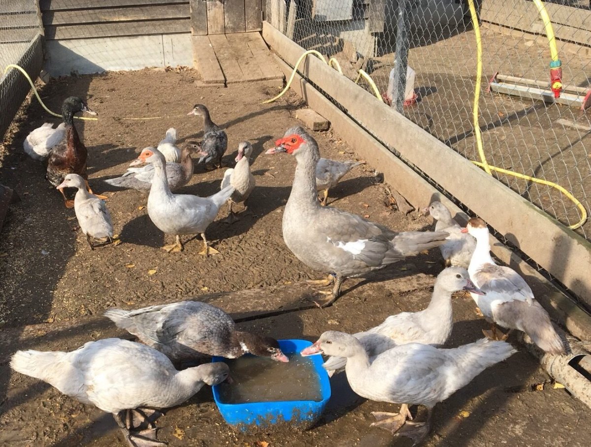 Лавандовые утки мускусные