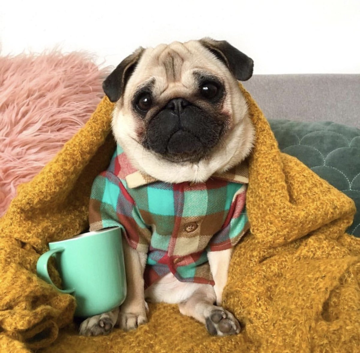 Милый мопсик