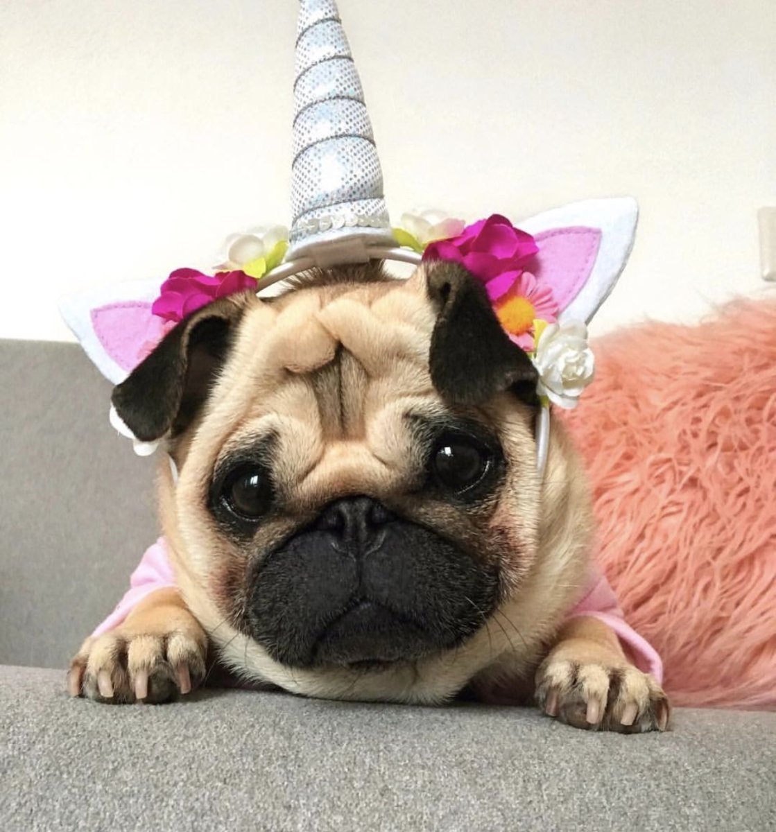 Мопс Единорог