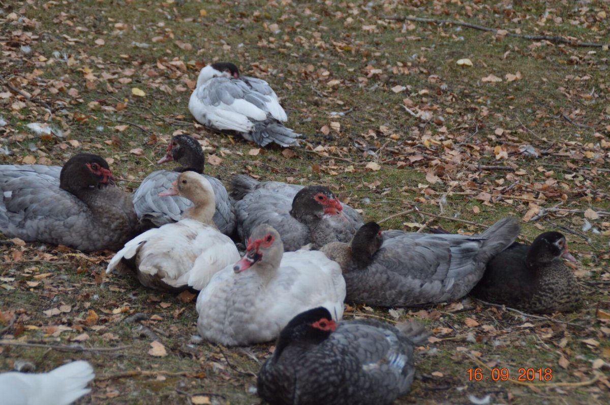 Голубая мускусная утка