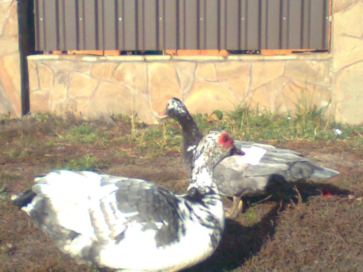 Немецкие индоутки