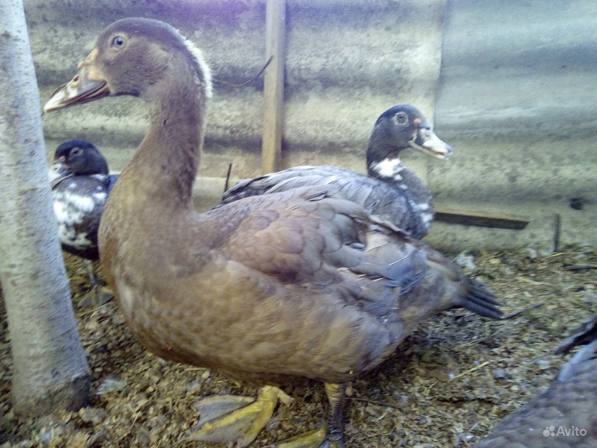 Мускусная утка ст6 Франция фото