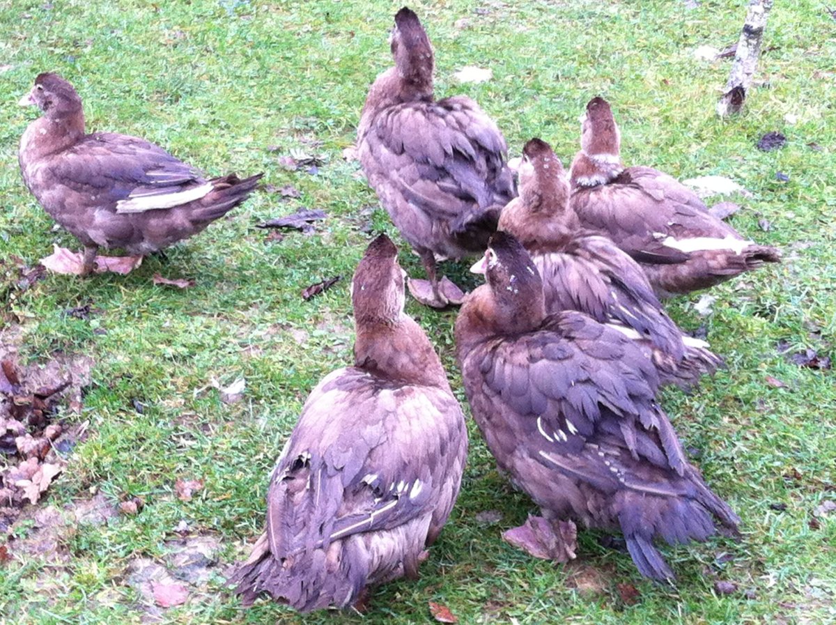 Лавандовые мускусные утята