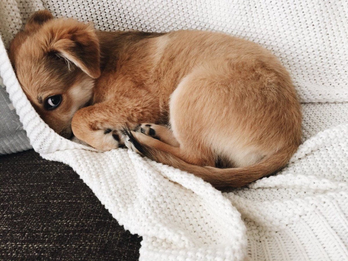 Милые животные Пинтерест