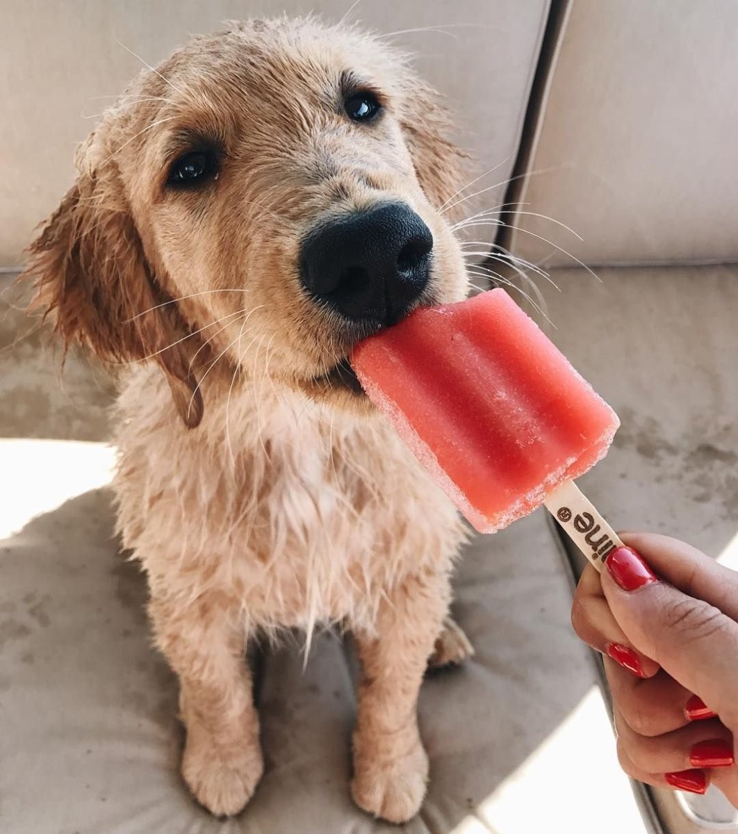 Животные и сладости