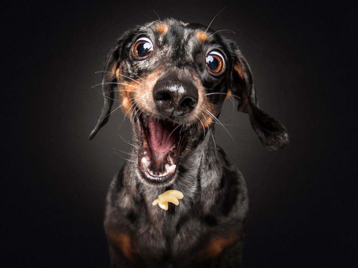 Забивная собака