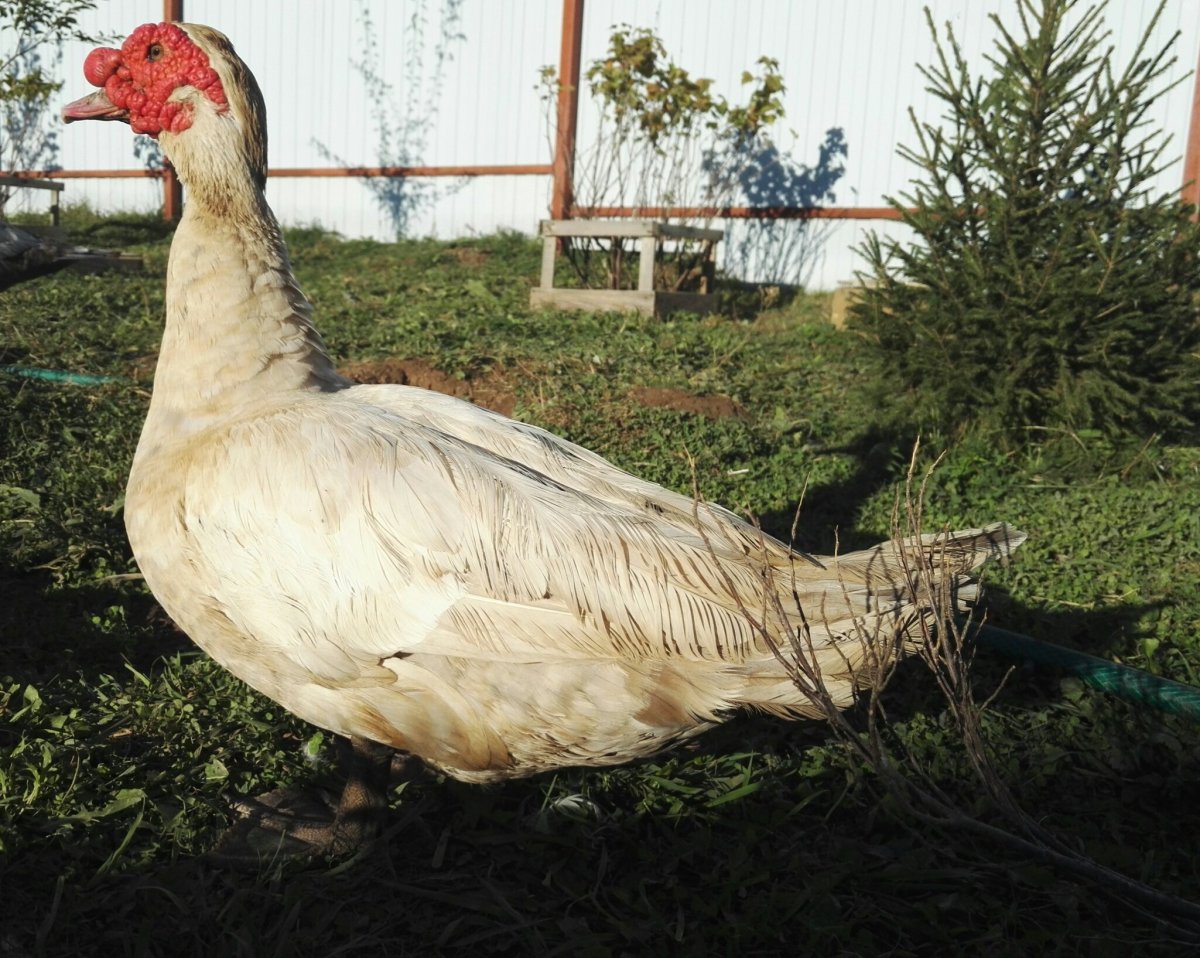 Индоутка пепельная