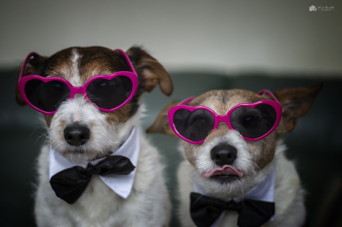 Две собаки в очках