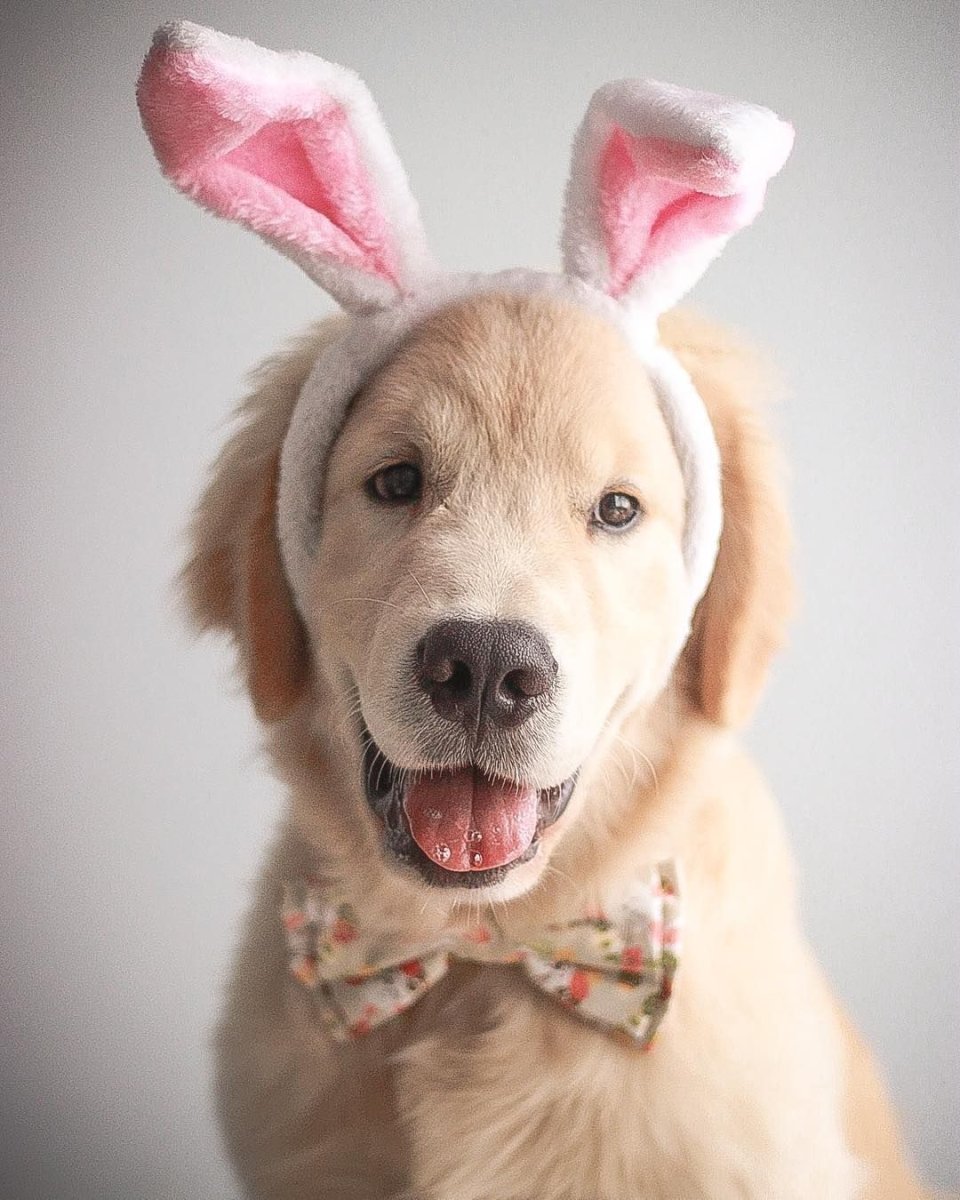 Веселый щенок