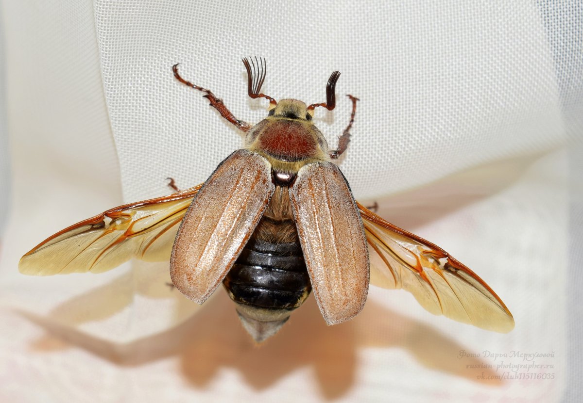Майский хрущ Крылья