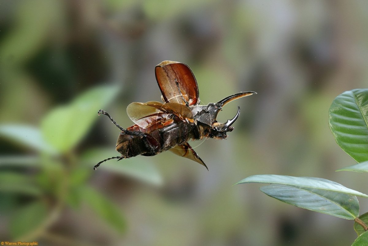 Жук носорог летает