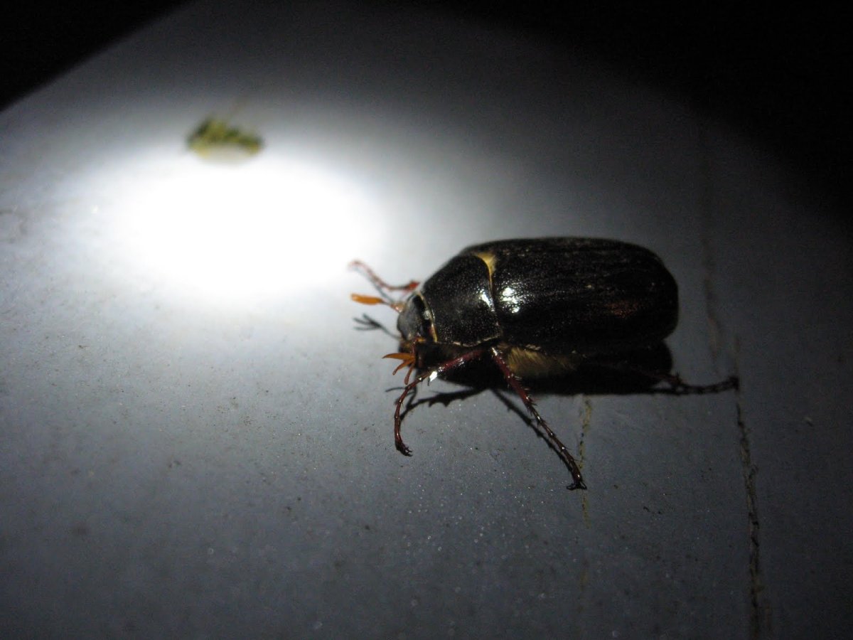 Ночные жуки коричневые