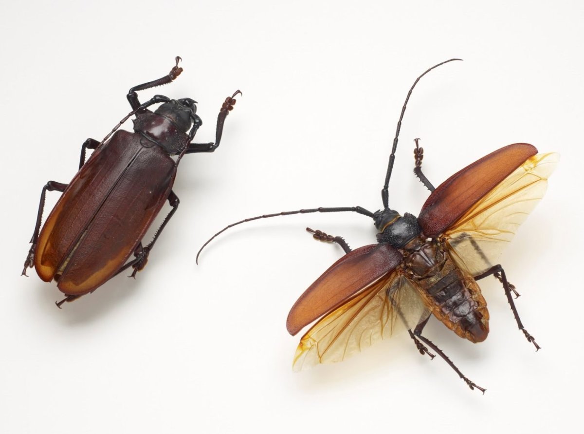 Жук черный хрущак