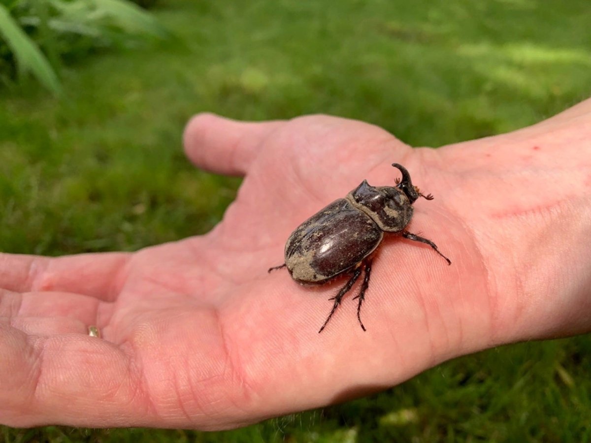 Жук санитар