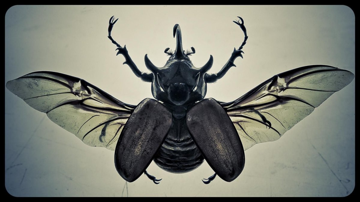 Жук носорог Крылья