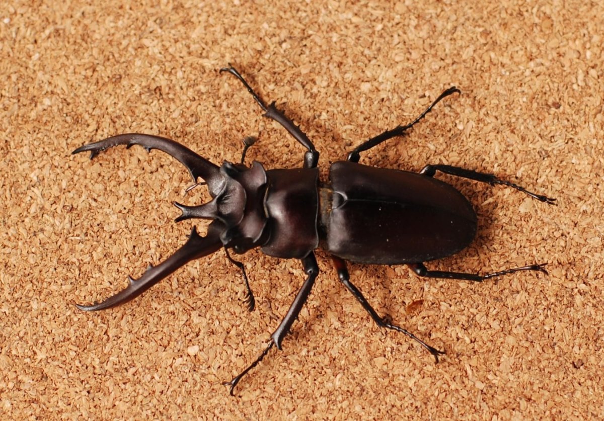 Animal Stag Beetle